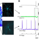 Image for article titled Flatlining comatose patients may be more 'alive' than we realized